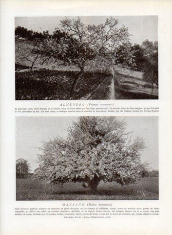 LAMINA V13736: Almendro y Manzano