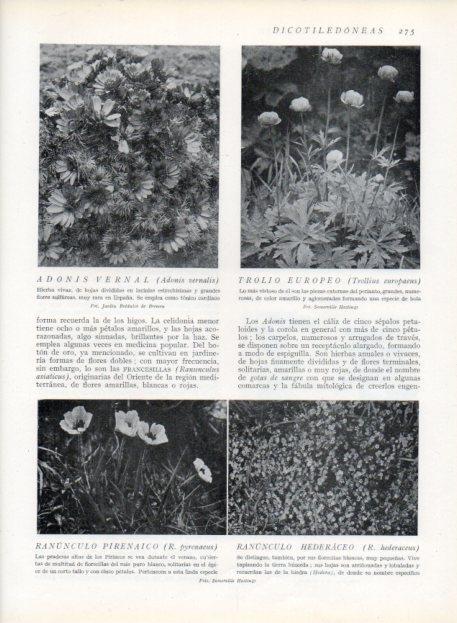 LAMINA V13705: Adonis vernal, Trolio europeo y Ranunculo pirenaico