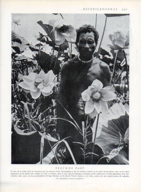 LAMINA V13706: Nelumbo Papu