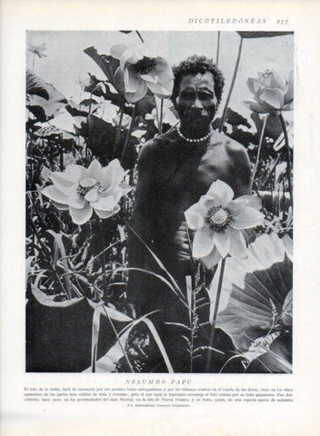 LAMINA V13706: Nelumbo Papu