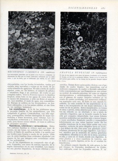 LAMINA V13710:Meconopsis cambrica y Amapola rupestre