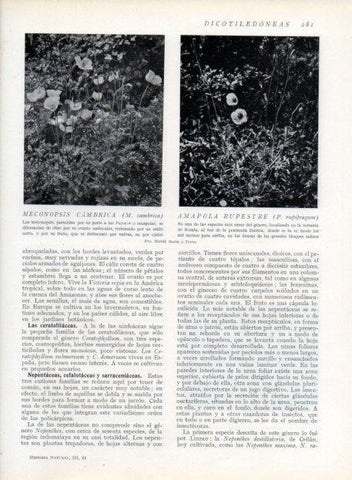 LAMINA V13710:Meconopsis cambrica y Amapola rupestre