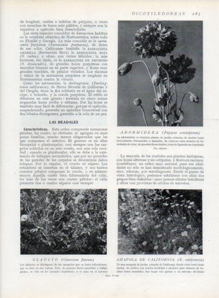 LAMINA V13711: Adormidera y Glaucio