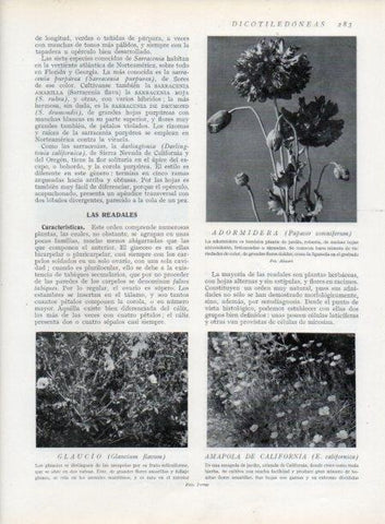 LAMINA V13711: Adormidera y Glaucio