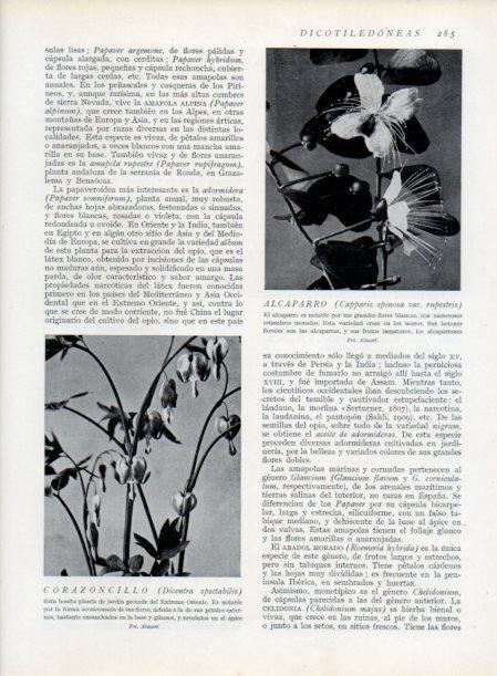 LAMINA V13712: Alcaparro y Corazoncillo