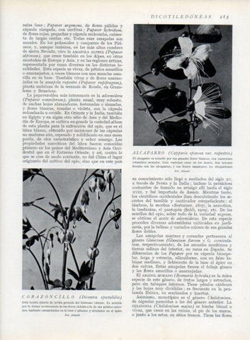 LAMINA V13712: Alcaparro y Corazoncillo