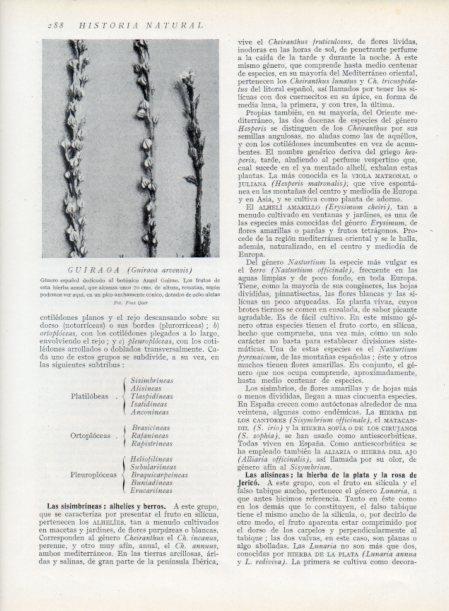 LAMINA V13713: Guiraoa