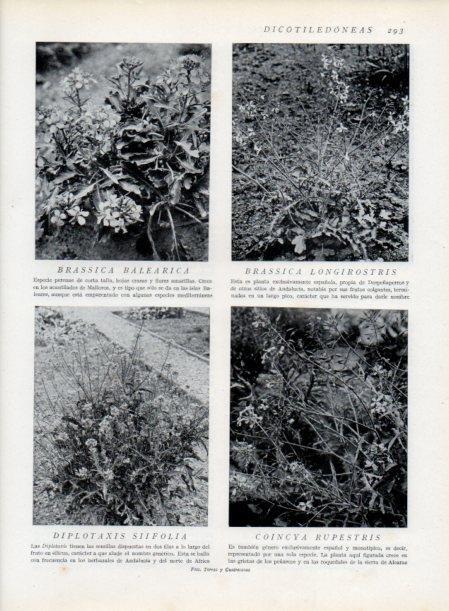 LAMINA V13716: Brassica balearica y Coincya rupestris