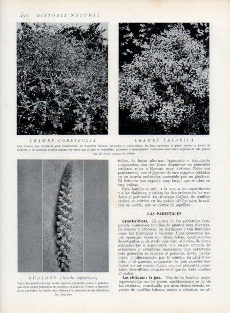 LAMINA V13717: Crambe tatarica y Gualdon