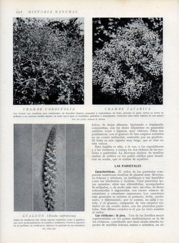 LAMINA V13717: Crambe tatarica y Gualdon