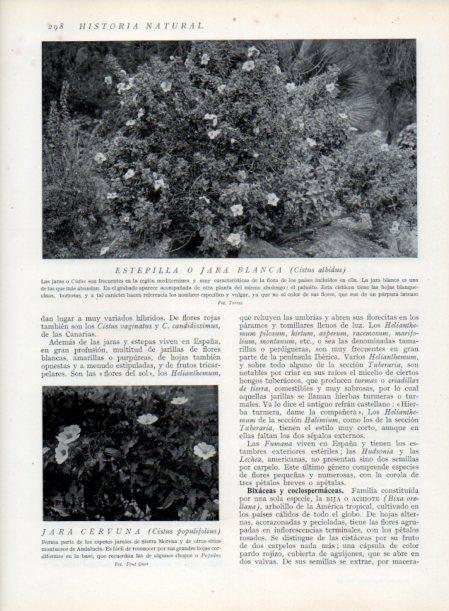 LAMINA V13719: Estepilla y Jara Cervuna