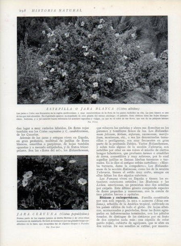 LAMINA V13719: Estepilla y Jara Cervuna