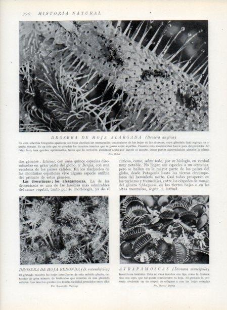 LAMINA V13720: Drosera de hoja alargada