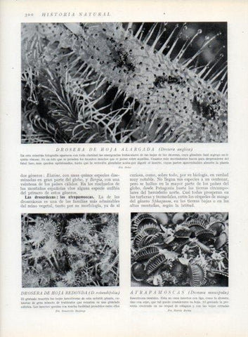 LAMINA V13720: Drosera de hoja alargada