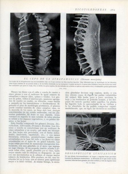 LAMINA V13721: El cepo de la atrapamoscas