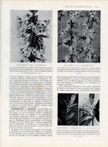 LAMINA V13735: Flores de cerezo y de endrino