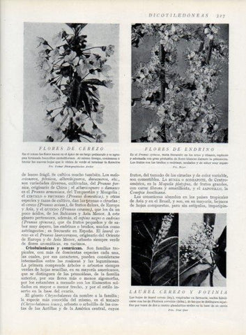 LAMINA V13735: Flores de cerezo y de endrino
