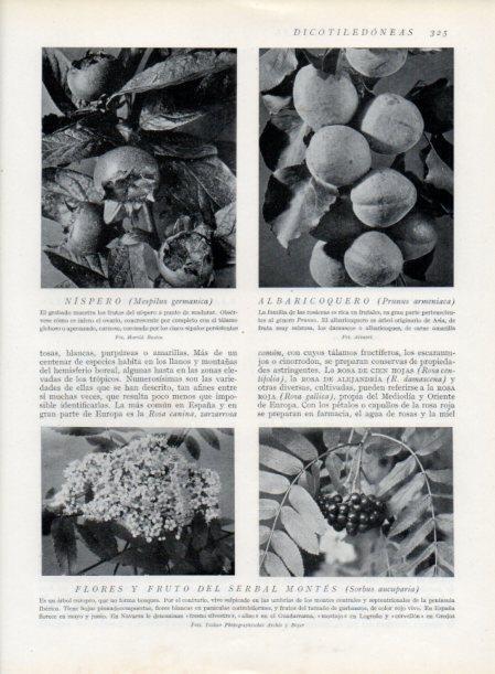 LAMINA V13734: Flores y frutos del serbal montes