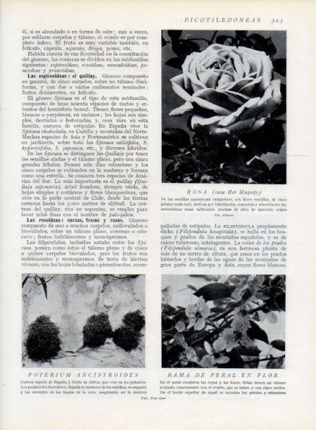 LAMINA V13733: Poterium ancistroides