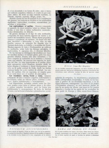 LAMINA V13733: Poterium ancistroides