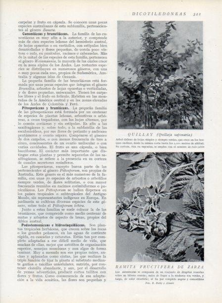 LAMINA V13732: Quillay 
