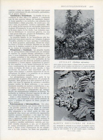 LAMINA V13732: Quillay 