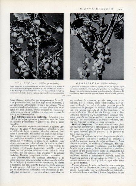 LAMINA V13731: Uva espina y Grosellero