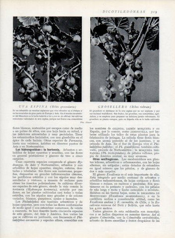 LAMINA V13731: Uva espina y Grosellero