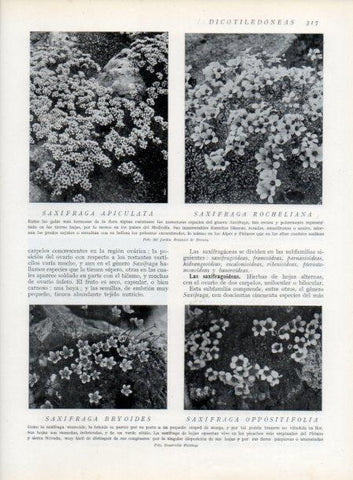 LAMINA V13730: Saxifragas