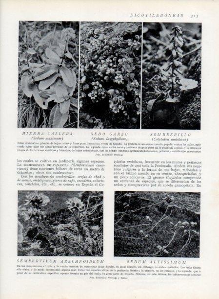LAMINA V13729: Sedo garzo y Sombrerillo
