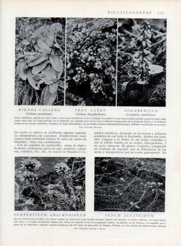 LAMINA V13729: Sedo garzo y Sombrerillo