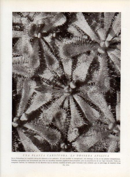 LAMINA V13727: Drosera anglica planta carnivora