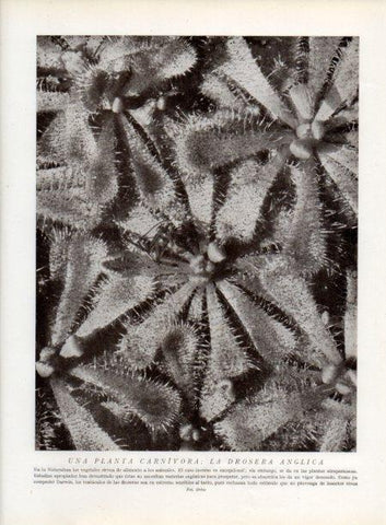 LAMINA V13727: Drosera anglica planta carnivora
