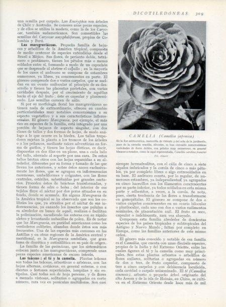 LAMINA V13725: Camelia