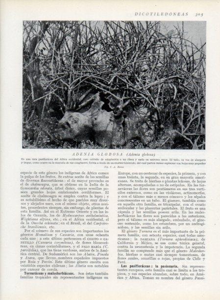LAMINA V13723: Adenia globosa