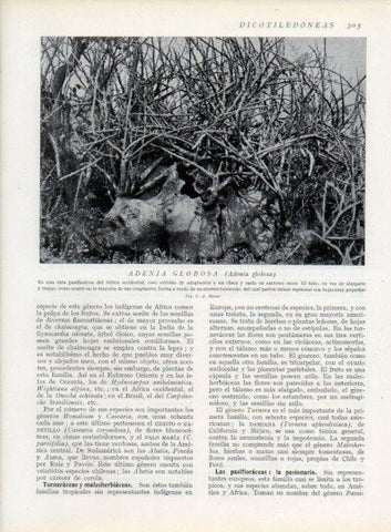LAMINA V13723: Adenia globosa
