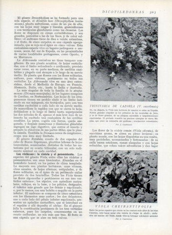 LAMINA V13722: Trinitaria de Cazorla 