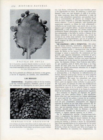 LAMINA V13728: Foliolo de Bruja