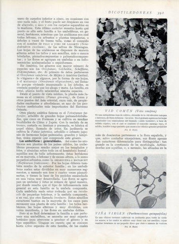 LAMINA V13773: Vid comun y Viña virgen
