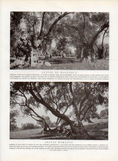 LAMINA V13811: Olivos de Mallorca y Olivos romanos