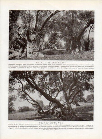 LAMINA V13811: Olivos de Mallorca y Olivos romanos