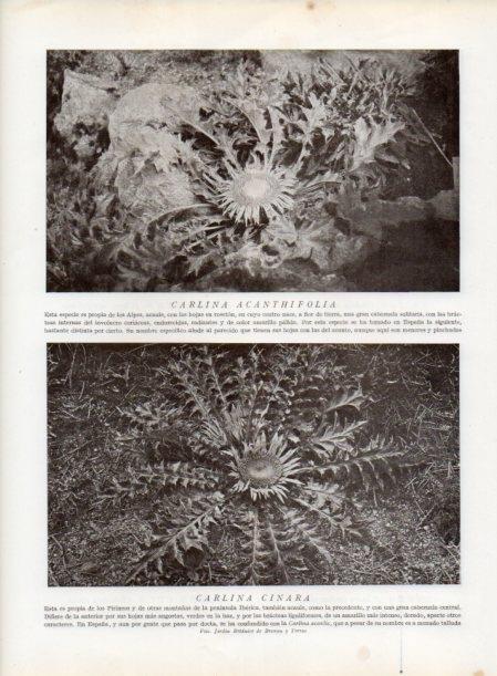 LAMINA V13812: Carlina acanthifolia y Carlina cinara