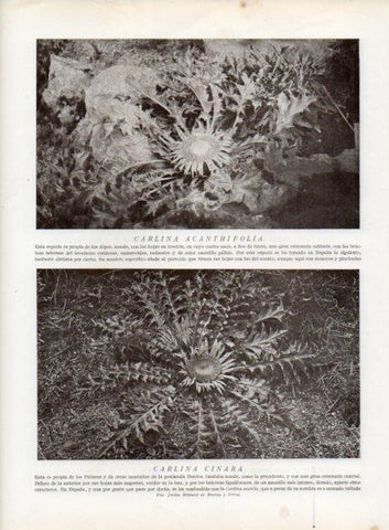 LAMINA V13812: Carlina acanthifolia y Carlina cinara
