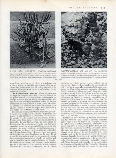 LAMINA V13813: Flor de lagarto y Chumberillo de lobo
