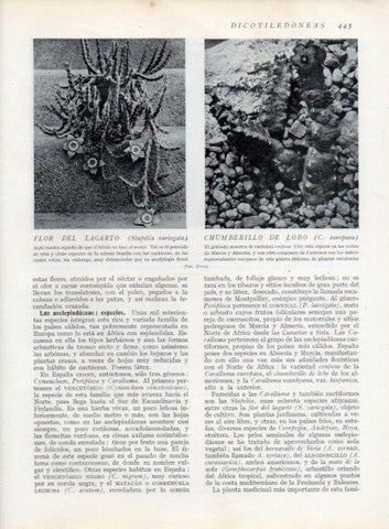 LAMINA V13813: Flor de lagarto y Chumberillo de lobo