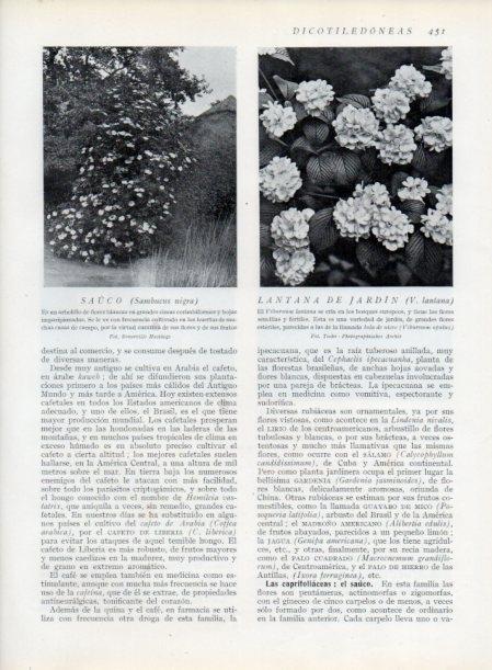 LAMINA V13816: Sauco y Lantana de jardin