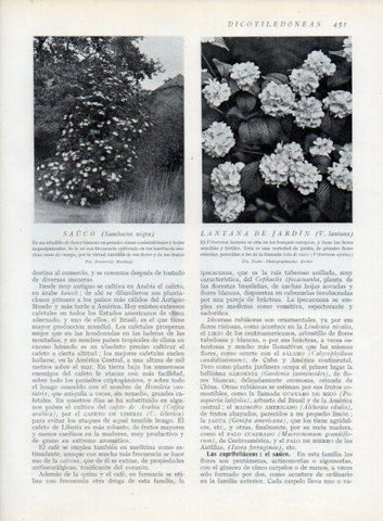 LAMINA V13816: Sauco y Lantana de jardin