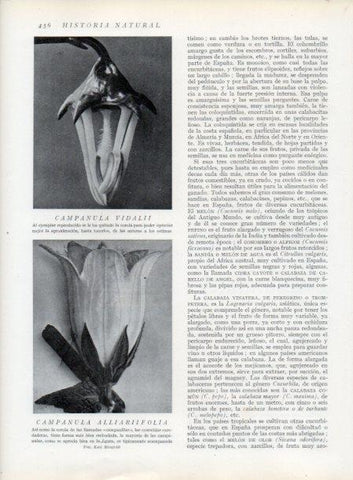 LAMINA V13818: Campanula vidalii y Campanula alliariifolia
