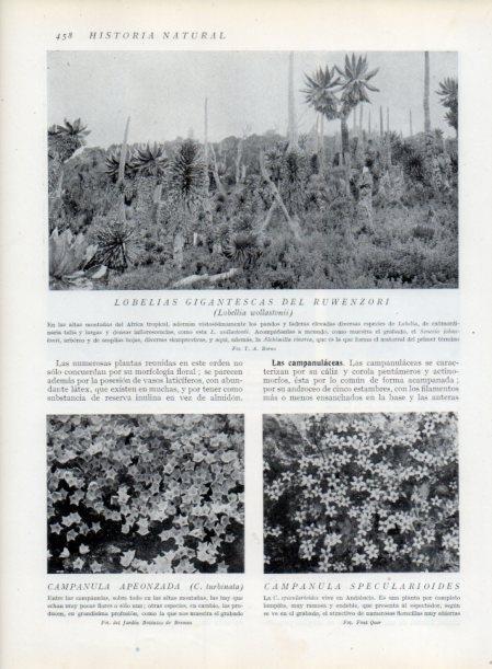 LAMINA V13819: Lobelias gigantescas del Ruwenzori