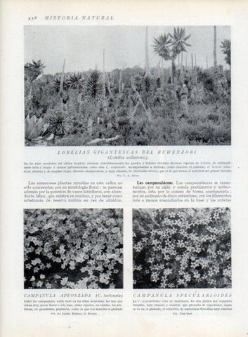 LAMINA V13819: Lobelias gigantescas del Ruwenzori